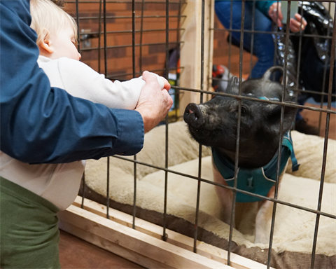 child looking at pig